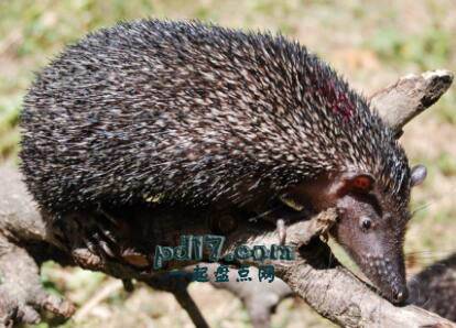 马达加斯加的特色生物Top7：Aquatic Tenrecs