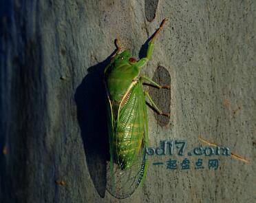 声音最大的动物Top4：Green Grocer Cicada