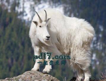 世界上最危险的山羊品种Top3：Mountain Goat