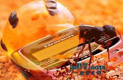 世界上最恐怖的动物Top6：蜜罐蚂蚁